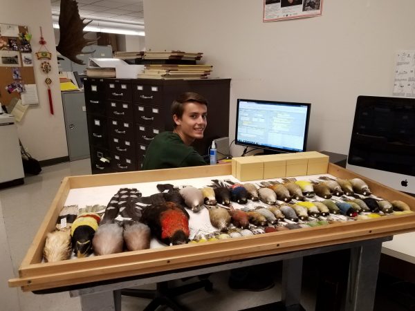 Undergraduate Ali Malik entering bird specimens into Arctos.